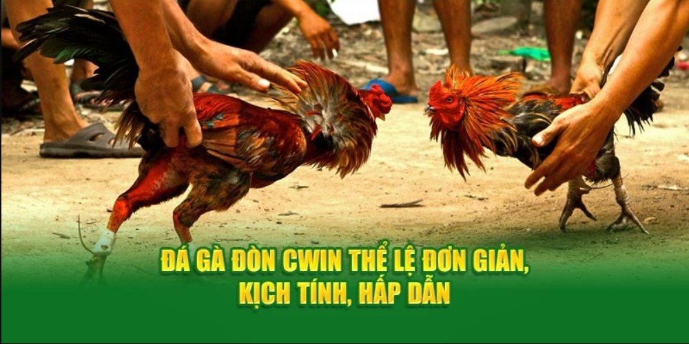 Bí quyết nuôi dưỡng chiến kê rất hiệu quả