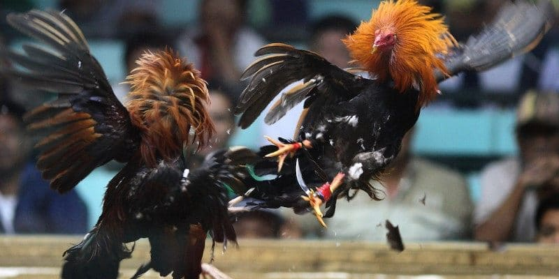 Các kiểu tấn công hay của những chiến kê